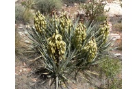 Yucca banane - Yucca baccata - Haie champetre  - Pepiniere Alsace - Vegetal Local Nord Est - Bio - Jardin forêt comestible - fruitier - permaculture