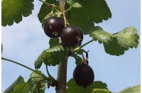 Caseille ‘Anita’ - Ribes nigrum x divaricatum x uva-crispa - Haie champetre  - Pepiniere Alsace - Vegetal Local Nord Est - Bio - Jardin forêt comestible - fruitier - permaculture