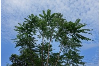 Arbre-salade-acajou-de-chine_Toona_sinensis - Haie champetre  - Pepiniere Alsace - Vegetal Local Nord Est- Bio - Jardin forêt comestible - fruitier - permaculture