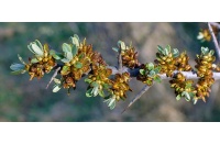 Argousier_male_pollmix_hippophae_rhamnoides_Haie champetre  - Pepiniere Alsace - Vegetal Local Nord Est- Bio - Jardin forêt comestible - fruitier - permaculture