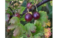 Groseillier à maquereau 'Rouge Freedonia' (sans épine) - Ribes uva-crispa  - Haie champetre  - Pepiniere Alsace - Vegetal Local Nord Est - Bio - Jardin forêt comestible - fruitier - permaculture