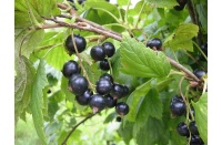 Cassissier ‘Noir de Bourgogne’ - Ribes nigrum - Haie champetre  - Pepiniere Alsace - Vegetal Local Nord Est - Bio - Jardin forêt comestible - fruitier - permaculture