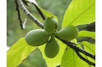 Asiminier greffé Prima 1216 - Asiminia triloba ‘Prima 1216’ - Haie champetre  - Pepiniere Alsace - Vegetal Local Nord Est - Bio - Jardin forêt comestible - fruitier - permaculture