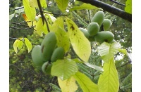 Asiminier - Asiminia triloba - Haie champetre  - Pepiniere Alsace - Vegetal Local Nord Est - Bio - Jardin forêt comestible - fruitier - permaculture