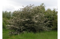 Aubépine monogyne - Crataegus monogyna  - Haie champetre  - Pepiniere Alsace - Vegetal Local Nord Est - Bio - Jardin forêt comestible - fruitier - permaculture