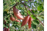 Baguenaudier - Colutea arborescens - Haie champetre  - Pepiniere Alsace - Vegetal Local Nord Est - Bio - Jardin forêt comestible - fruitier - permaculture