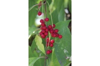 Baie aux 5 saveurs – Liane - Schisandra chinensis - Haie champetre  - Pepiniere Alsace - Vegetal Local Nord Est - Bio - Jardin forêt comestible - fruitier - permaculture