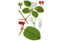 Camérisier à balai - Lonicera xylosteum - Haie champetre  - Pepiniere Alsace - Vegetal Local Nord Est - Bio - Jardin forêt comestible - fruitier - permaculture