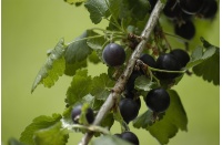 Caseille ‘Josta’ - Ribes nigrum x divaricatum x uva-crispa - Haie champetre  - Pepiniere Alsace - Vegetal Local Nord Est - Bio - Jardin forêt comestible - fruitier - permaculture