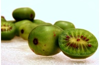 Kiwaï 'Geneva' - Actinidia arguta   - Haie champetre  - Pepiniere Alsace - Vegetal Local Nord Est - Bio - Jardin forêt comestible - fruitier - permaculture