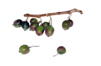 Kiwaï 'Red one' - Actinidia arguta - Haie champetre  - Pepiniere Alsace - Vegetal Local Nord Est - Bio - Jardin forêt comestible - fruitier - permaculture