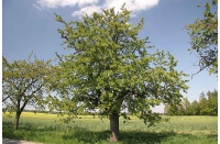 Merisier - Prunus avium - Haie champetre  - Pepiniere Alsace - Vegetal Local Nord Est - Bio - Jardin forêt comestible - fruitier - permaculture