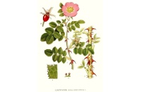 Rosier rouillé - Rosa rubiginosa - Haie champetre  - Pepiniere Alsace - Vegetal Local Nord Est - Bio - Jardin forêt comestible - fruitier - permaculture
