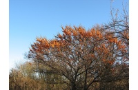 argousier-hergo-femelle-Hippophae-rhamnoides- Haie champetre  - Pepiniere Alsace - Vegetal Local Nord Est- Bio - Jardin forêt comestible - fruitier - permaculture 