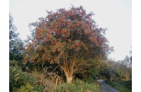 Sorbier des oiseleurs - Sorbus aucuparia - Haie champetre  - Pepiniere Alsace - Vegetal Local Nord Est - Bio - Jardin forêt comestible - fruitier - permaculture