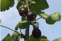 Caseille ‘Anita’ - Ribes nigrum x divaricatum x uva-crispa - Haie champetre  - Pepiniere Alsace - Vegetal Local Nord Est - Bio - Jardin forêt comestible - fruitier - permaculture