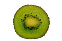 Kiwi ‘Solo’ - Actinidia deliciosa - Haie champetre  - Pepiniere Alsace - Vegetal Local Nord Est - Bio - Jardin forêt comestible - fruitier - permaculture