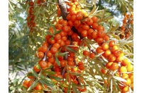 Argousier-tres_peu-d-epines_femelle-hippophae-rhamnoides- Haie champetre  - Pepiniere Alsace - Vegetal Local Nord Est- Bio - Jardin forêt comestible - fruitier - permaculture