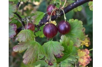 Groseillier à maquereau 'Rouge Freedonia' (sans épine) - Ribes uva-crispa  - Haie champetre  - Pepiniere Alsace - Vegetal Local Nord Est - Bio - Jardin forêt comestible - fruitier - permaculture