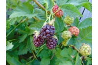Mûroisier – Ronce hybride mûre-framboise - Rubus Hybris 'Loganberry' - Haie champetre  - Pepiniere Alsace - Vegetal Local Nord Est - Bio - Jardin forêt comestible - fruitier - permaculture