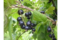 Cassissier ‘Noir de Bourgogne’ - Ribes nigrum - Haie champetre  - Pepiniere Alsace - Vegetal Local Nord Est - Bio - Jardin forêt comestible - fruitier - permaculture