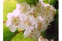 Kiwi arctique - Actinidia kolomikta - Haie champetre  - Pepiniere Alsace - Vegetal Local Nord Est - Bio - Jardin forêt comestible - fruitier - permaculture