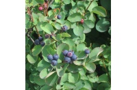 Amelanchier a feuilles d Aulne - Amelanchier alnifolia - Haie champetre  - Pepiniere Alsace - Vegetal Local Nord Est- Bio - Jardin forêt comestible - fruitier - permaculture