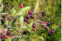 aronie_a_feuille_de_prunier_aron_aronia_prunifolia_aron_Haie champetre  - Pepiniere Alsace - Vegetal Local Nord Est- Bio - Jardin forêt comestible - fruitier - permaculture