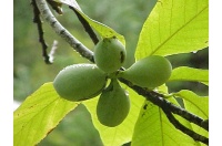Asiminier greffé Prima 1216 - Asiminia triloba ‘Prima 1216’ - Haie champetre  - Pepiniere Alsace - Vegetal Local Nord Est - Bio - Jardin forêt comestible - fruitier - permaculture