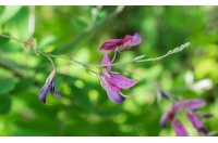 Lespedeza bicolore - Lespedeza bicolor - Haie champetre  - Pepiniere Alsace - Vegetal Local Nord Est - Bio - Jardin forêt comestible - fruitier - permaculture