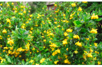 Épine-vinette à feuilles de Buis - Vinettier nain - Berberis buxifolia ‘Nana’  - Haie champetre  - Pepiniere Alsace - Vegetal Local Nord Est - Bio - Jardin forêt comestible - fruitier - permaculture