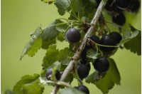 Caseille ‘Josta’ - Ribes nigrum x divaricatum x uva-crispa - Haie champetre  - Pepiniere Alsace - Vegetal Local Nord Est - Bio - Jardin forêt comestible - fruitier - permaculture