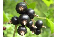Cassissier ‘Arno’ - Ribes nigrum - Haie champetre  - Pepiniere Alsace - Vegetal Local Nord Est - Bio - Jardin forêt comestible - fruitier - permaculture