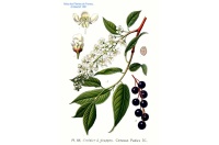 Cerisier à grappe - Prunus padus - Haie champetre  - Pepiniere Alsace - Vegetal Local Nord Est - Bio - Jardin forêt comestible - fruitier - permaculture