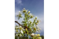 Cerisier de Sainte-Lucie - Prunus mahaleb - Haie champetre  - Pepiniere Alsace - Vegetal Local Nord Est - Bio - Jardin forêt comestible - fruitier - permaculture