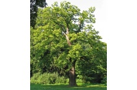Châtaignier - Castanea sativa - Haie champetre  - Pepiniere Alsace - Vegetal Local Nord Est - Bio - Jardin forêt comestible - fruitier - permaculture