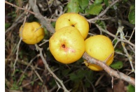 Cognassier du Japon 'Cido' - Chaenomeles japonica - Haie champetre  - Pepiniere Alsace - Vegetal Local Nord Est - Bio - Jardin forêt comestible - fruitier - permaculture
