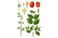 Cornouiller mâle - Cornus mas - Haie champetre  - Pepiniere Alsace - Vegetal Local Nord Est - Bio - Jardin forêt comestible - fruitier - permaculture