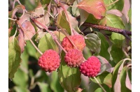 Cornouiller de Chine - Cornus kousa chinensis - Haie champetre  - Pepiniere Alsace - Vegetal Local Nord Est - Bio - Jardin forêt comestible - fruitier - permaculture