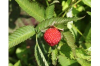 Framboisier Fraise Japonais - Rubus illecebrosus - Haie champetre  - Pepiniere Alsace - Vegetal Local Nord Est - Bio - Jardin forêt comestible - fruitier - permaculture