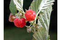 Framboisier 'September' - Rubus idaeus - Haie champetre  - Pepiniere Alsace - Vegetal Local Nord Est - Bio - Jardin forêt comestible - fruitier - permaculture