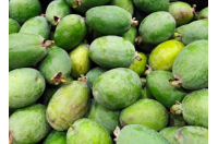 Goyavier du Brésil 'Mammouth' - Feijoa sellowiana  - Haie champetre  - Pepiniere Alsace - Vegetal Local Nord Est - Bio - Jardin forêt comestible - fruitier - permaculture