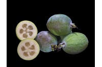 Goyavier du Brésil (variété commune) - Feijoa sellowiana  - Haie champetre  - Pepiniere Alsace - Vegetal Local Nord Est - Bio - Jardin forêt comestible - fruitier - permaculture