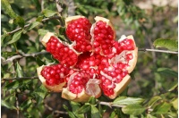 Grenadier 'Mollar de Elche' - Punica granatum - Haie champetre  - Pepiniere Alsace - Vegetal Local Nord Est - Bio - Jardin forêt comestible - fruitier - permaculture
