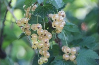 Groseillier à grappes 'Blanches de Versailles' - Ribes sativum - Haie champetre  - Pepiniere Alsace - Vegetal Local Nord Est - Bio - Jardin forêt comestible - fruitier - permaculture