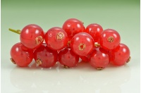 Groseillier à grappes 'Rouges de Versailles' - Ribes rubrum - Haie champetre  - Pepiniere Alsace - Vegetal Local Nord Est - Bio - Jardin forêt comestible - fruitier - permaculture