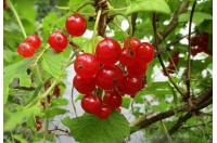 groseillier_a_grappes_rovada_-_ribes_rubrum_-_pepiniere_alsace_vegetal_local_bio_-_fruits