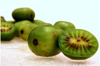 Kiwaï 'Geneva' - Actinidia arguta   - Haie champetre  - Pepiniere Alsace - Vegetal Local Nord Est - Bio - Jardin forêt comestible - fruitier - permaculture