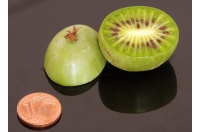 Kiwaï 'Maki' - Actinidia arguta - Haie champetre  - Pepiniere Alsace - Vegetal Local Nord Est - Bio - Jardin forêt comestible - fruitier - permaculture
