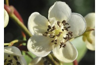 Kiwaï 'Weiki' - Actinidia arguta - Haie champetre  - Pepiniere Alsace - Vegetal Local Nord Est - Bio - Jardin forêt comestible - fruitier - permaculture